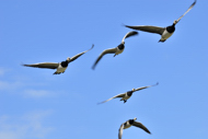 Finland's Fauna Stock Photography. Barnacle Geese in flight, Viikki, Helsinki, Finland.